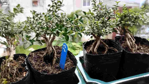 Sam hương lùn lực