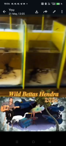 Betta Hendra pairs 1 male + 1 female blue patterned fins red gill cover max 4 cm 23°C-28°C 4-6 pH very soft water.
