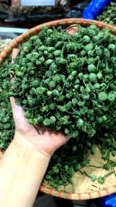 [✅Hàng Cao Cấp] Nụ Tam Thất Bao Tử Sapa Giúp Ngủ Ngon Mát Gan Giải Độc Tốt Cho Tim Mạch