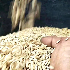 benih padi MR 297 1kg. Benih Padi Varietas Unggul Tanaman Padi Tahan Hama Benih Padi Untuk Lahan Basah - Lazada