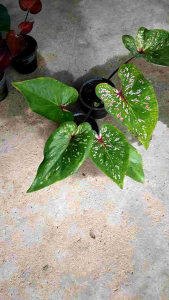 บอนสีสวยๆ บอนสีลูกไม้ เพาะจากเมล็ด  บอนสีต้นเล็ก กระถาง 4 นิ้ว เลือกต้นได้