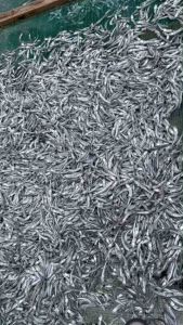 Cá cơm ba lài khô xứ nẫu hàng loại ngon thịt mềm ngọt bao ngon bì 500gr1kg