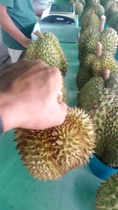 Durian น้ำหนักต่อลูก 1.5-2 kg ทุเรียน - Up∆