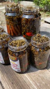 มะแขว่น ดีปลี สมุนไพร มะแขว่นดองน้ำปลา