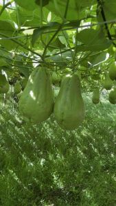 sayuran labu siam segar metik lngsung dari kebun 1kg beli 3kg+2labu