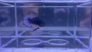 Betta Fish - Mustard Gus (male)