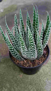 Bunga Kaktus Cantik: Desain & Dekorasi Taman Indoor & Outdoor