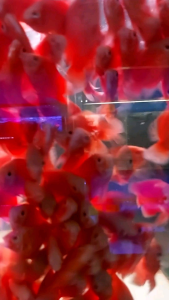 Albino Red Blood Oscar/Readystock/Freshwater/Ornamental Fish