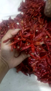 ready kemasn ( 500grm ) cabe rawit teja kering tanpa tangkai