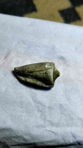 Batu posil keong buntet asli temuan