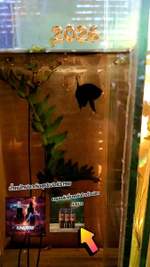 ปลาหม้อมาเลเลี้ยงแล้วพร้อมออก