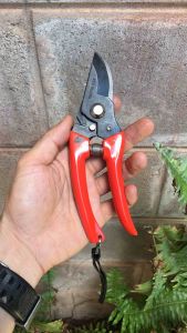 กรรไกรตัดเงาะ กรรไกรตัดกิ่ง 7 นิ้ว ตราตา แท้ รุ่นเก่า Eye brand รุ่นนี้เลิกผลิตเเล้ว หายาก