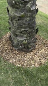 Coconut cube cocohusk chip for plants