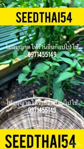 มากของพริกจาราปิโน่ (Jalapeno Pepper) พริกแม็กซิกัน 50-70เมล็ด พันธุ์แท้ 100% สายพันธุ์ OP มาก 50-70 gram