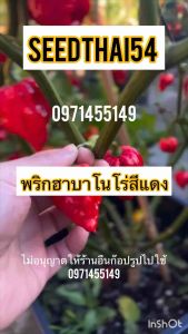 เมล็ดพันธุ์พริกฮาบาเนโร่ (Habanero) เป็นพริกที่มีความเผ็ดจัด