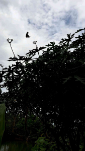 กิ่งไชยาตัวผู้ 20 กิ่ง 20ซม.