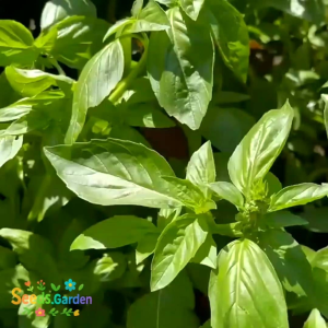 100 BUTIR BIJI/BENIH TANAMAN HERBA SWEET BASIL