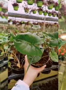 TKL - Alocasia Melo/Cucullata Crinkles Karipap/Azlanii/Reversa Hannah/Macrorrhiza Stingray/Sarian  哈密瓜/黃貂魚/蕾丝海芋/萨利安