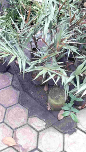 bibit jahe wulung jahe hitam