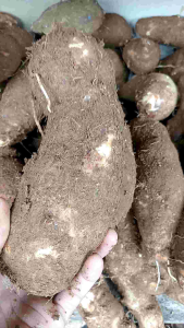 Talas Belitung kimpul tua pulen segar 1kg.ukuran sedang parian