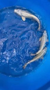 Japan Gin Matsuba 28cm from Marusei Farm  588 per koi + shipping 50