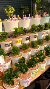 🎋ไม้มงคล ซื้อคู่หรือเซตถูกกว่า🎋 ต้นไม้เลี้ยงง่ายประดับบ้าน โต๊ะทำงาน เสริมฮวงจุ้ย 🌟ต้นสมบูรณ์ เลี้ยงง่าย ฟอกอากาศได้