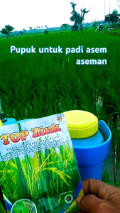 (PAKET HEMAT ISI 5 PCS) Pupuk Top Zink 150gram Ampuh Atasi Asem Aseman & Perbanyak Anakan Padi DLL