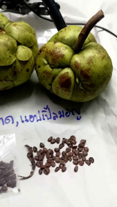 เมล็ดพันธุ์มะตาด(แอปเปิ้ลมอญ)100เม็ด