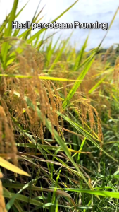 (1Kg) Terbaru Benih Padi Super INPARI 32 MAXIPRO Bibit Unggul