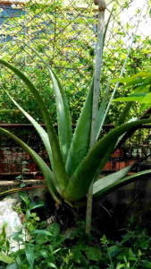 Live Plant Young Aloe Vera Giant 小芦荟 Anak Pokok Lidah Buaya Besar