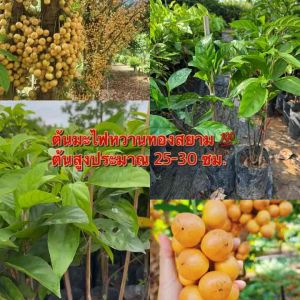 ต้นมะไฟหวานทองสยาม (กิ่งตอน) พันธุ์ลูกดก เนื้อสีเหลืองทอง หวาน