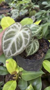 tanaman anturium daroyaki kuping gajah dorayaki remaja 3-2 daun