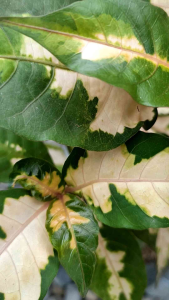 TRICOLOR CARICATURE - LUCKY PLANTS MULTIPLE COLOR