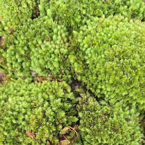 Rêu cushion mỏng sạch đẹp