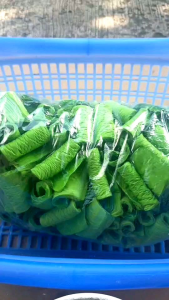 กลีบอัดดอกไม้จันทน์ สีเขียวเข้ม 80แกรม 1กก ขนาด8ซ.ม