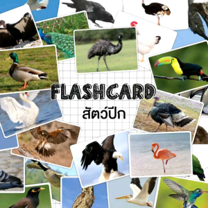 แฟลชการ์ดสัตว์ปีก Flash Card Birds จำนวน 25 ใบ ขนาด A5 KP056 แฟลชการ์ด สัตว์ปีก 2WinBookToys