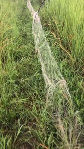 ดางดักปลากระโดด ข่ายดักปลากระโดด