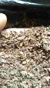 cengkeh Manado Sulawesi timbunan 3tahun 1kg kering.