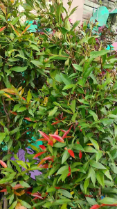 Red Shoot Plant / 红叶柳 / Pucuk Merah / लाल पत्तों वाला पौधा (Singapore: Red Tip Syzygium) – Colorful Leaves Fast Growing