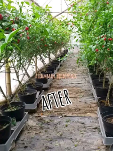 Bubuk Cabe Carolina Reaper pure (murni) 100% bon cabe berat 15 g