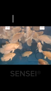 Pelet Ikan Hias Merah / Pakan Ikan Hias Merah / Pelet Sensei - Sensei Special Red