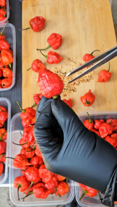 CAROLINA REAPER BUNGA FREE SEEDS