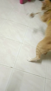 Funny Cat Teaser Stick Toy Interactive Cat Toys with Feather Cat Teaser Wand Stick with Bells