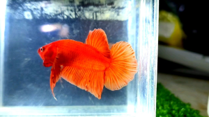 Solid Oren Halfmoon Plakat HMPK Betta Fish / Ikan Laga/ 斗鱼 (Not random fish）27