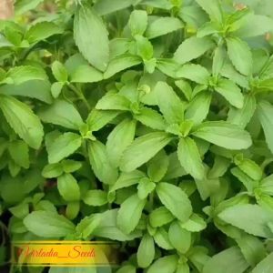 [Virladia Seeda] Biji Benih Tanaman Stevia | Pengantin Gula | Daun Manis