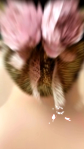 กิ๊ฟติดผมและเน็ตตาข่ายคลุมผม ดอกไม้โบตั๋นสีชมพูบัวตุ๋นคลาสสิคและโบว์เทปลูกไม้สีเบส