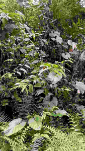 DAUN TALAS CARIANG 500 gr