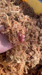 [ 5kg± ] Premium 5 Stars Chilean Sphagnum Moss For Phalaenopsis Orchid Bonsai Nepenthes Fern Kokedama