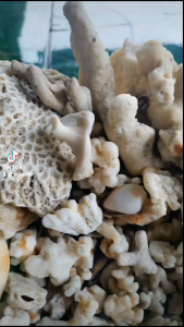 BATU KARANG LAUTHIASAN AQUARIUM/BONSAI ASLI PESISIR PANTAI GARUT SELATAN