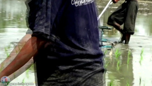 Alat Tanam Padi Manual: Panduan Lengkap